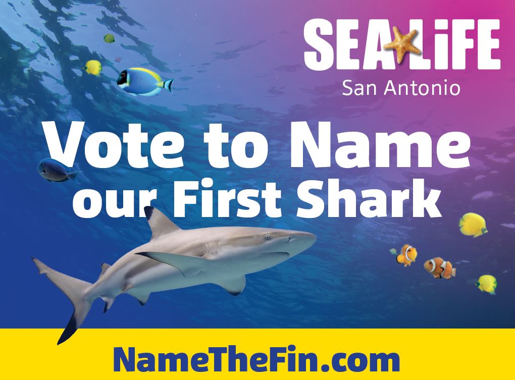 Remember The Alamo! We're voting for the name of our first shark and Alamo legend Davy Crockett is one of our final four! Cast your vote today for #CrockettTheShark! 
<a href="/OfficialAlamo/">The Alamo</a> <a href="/BriscoeMuseum/">The Briscoe Museum</a> <a href="/sapreservation/">San Antonio Office of Historic Preservation</a> #NameTheFin

Cast your Vote Today: NameTheFin.com
