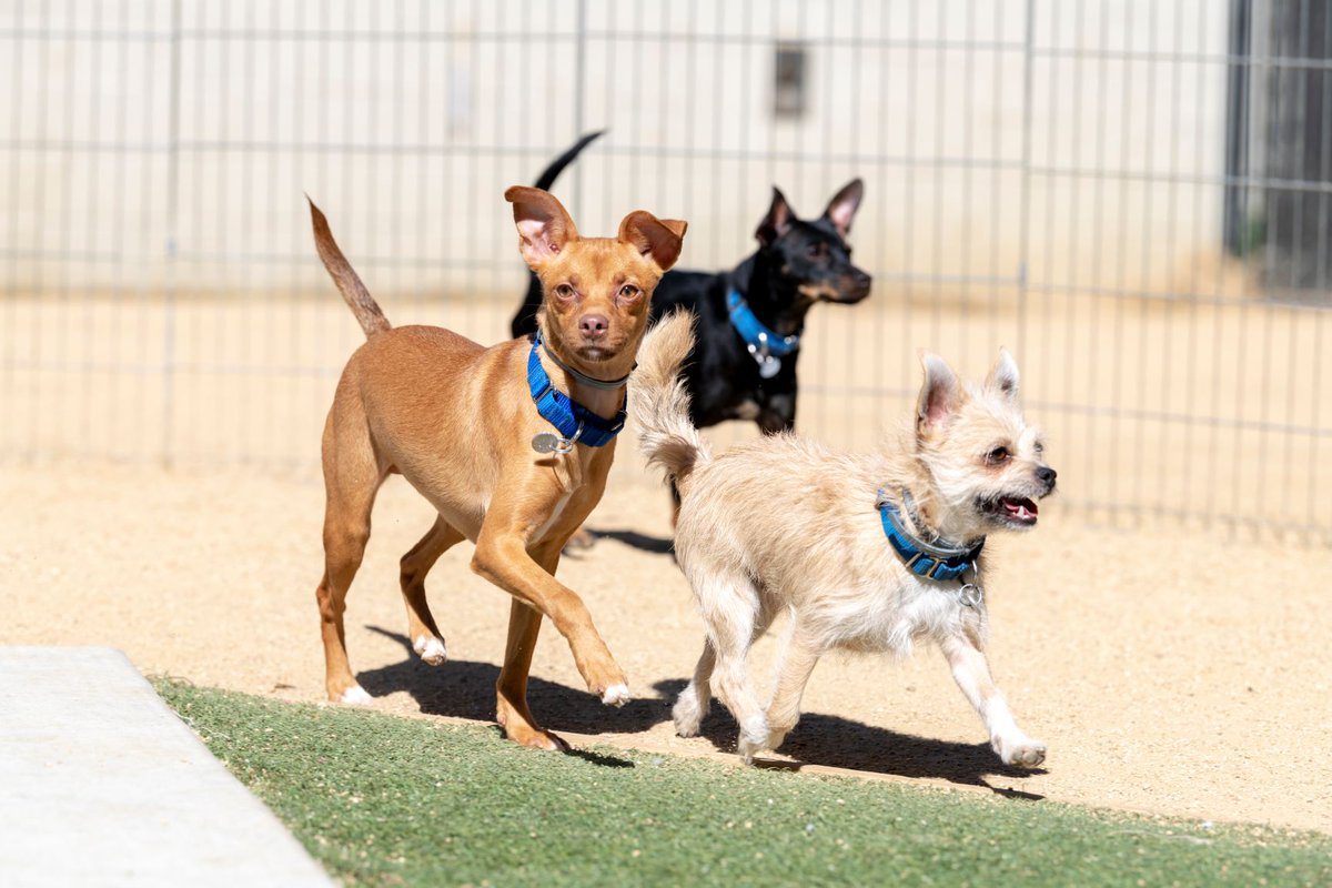 petsinneed1965's tweet photo. Have you found your Fido yet? If not, be sure to pop by before the 31st! Meet your new doggie BFF and take them home for a reduced adoption fee of $31. #FindYourFido
(Please note that the $75 canine training deposit still applies.) https://t.co/mKP44mQ1CR