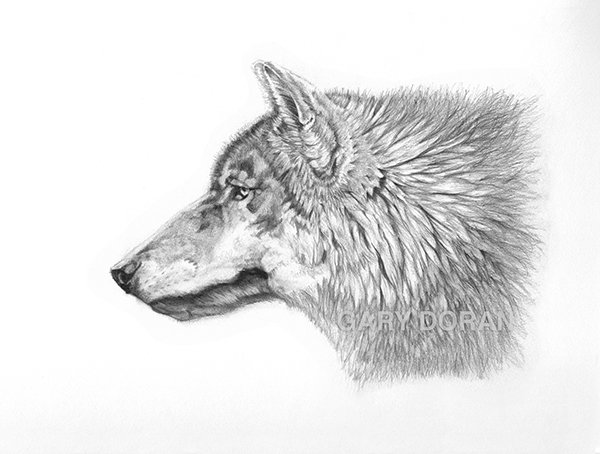 garydoranart's tweet photo. My European wolf #Pencildrawing
#Wolves #EuropeanWolf #wolf #graphite #pencils #animallovers #graphitedrawing #drawing #draw #realisticdrawing #animalart #realisticart #artwork #animalportrait #pencilart #ArtistOnTwitter #artontwitter https://t.co/jbZsaH7BWC
