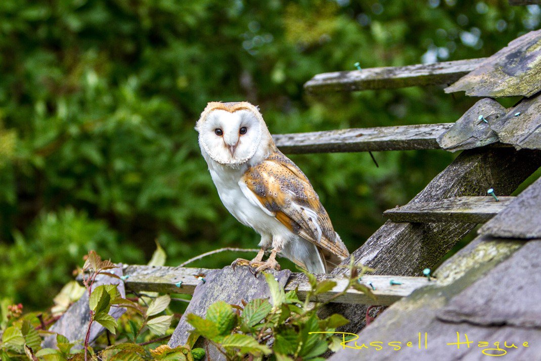 SheffieldLakeland LP tweet media