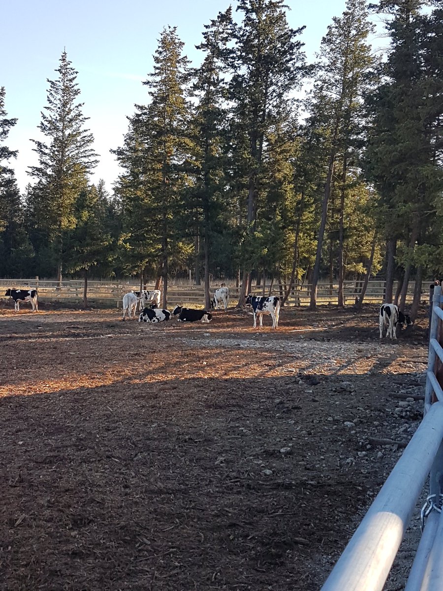 co_jamieson's tweet photo. Heifers relaxing in the cool fall sunshine https://t.co/4hpQNH7n78