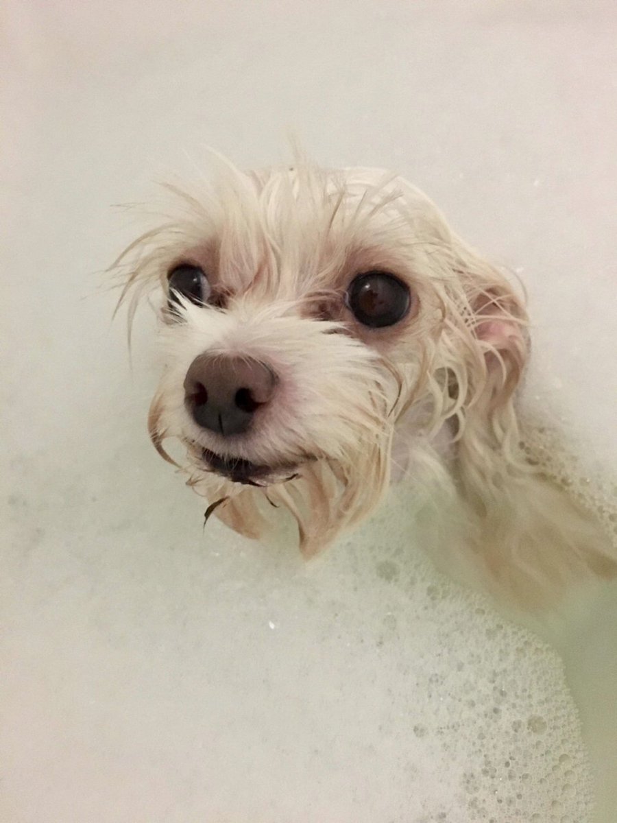 VAMC_LAPS's tweet photo. Meet Millie, our sweet rescue girl who urgently needs your help. She desperately needs back surgery which will save her from a life of paralyzation, and we have a donor that is will to double every donation. Can you help our sweet girl? 💕 https://t.co/KvNu7zyZKM https://t.co/cmiYogdy3E