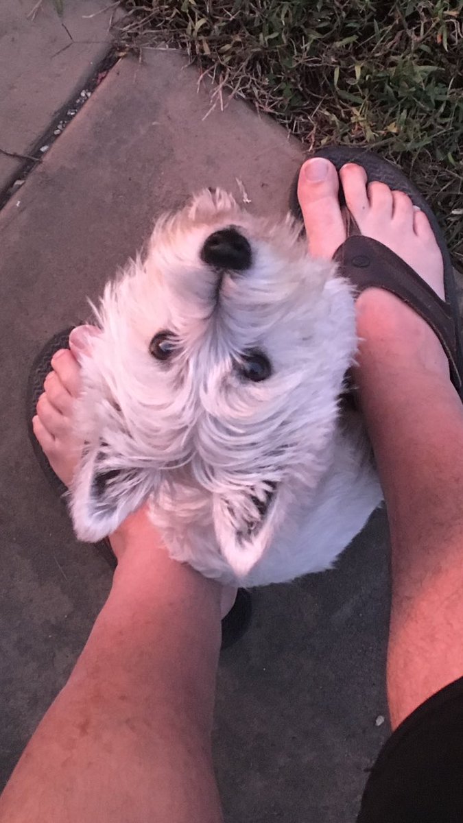 WinnieDaWestie's tweet photo. https://t.co/vC0n0RRqzj