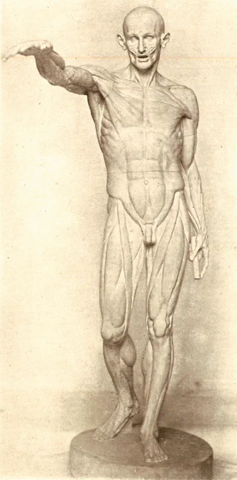 彫刻家ウードンはアカデミーの要請により、エコルシェ(筋肉人模型)をいくつか作っている。ウードンが手がけたエコルシェは、少なくとも4種あり、そのうち1767年に制作された像(1,2,3枚目。)が最も有名なエコルシェである。この像はウードンが手がけた洗礼者ヨハネ像(1776-67)が元になっている。 