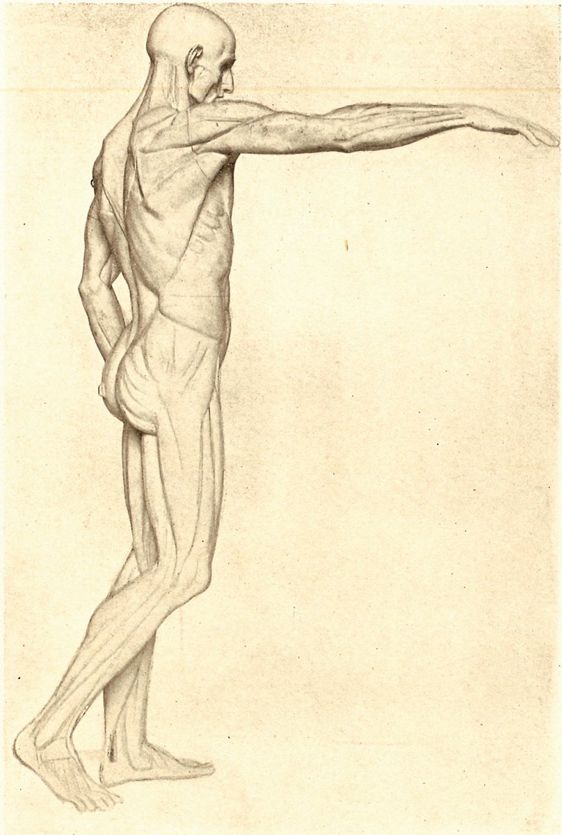 彫刻家ウードンはアカデミーの要請により、エコルシェ(筋肉人模型)をいくつか作っている。ウードンが手がけたエコルシェは、少なくとも4種あり、そのうち1767年に制作された像(1,2,3枚目。)が最も有名なエコルシェである。この像はウードンが手がけた洗礼者ヨハネ像(1776-67)が元になっている。 