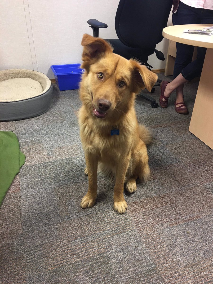 Mark Hamilton tweet media