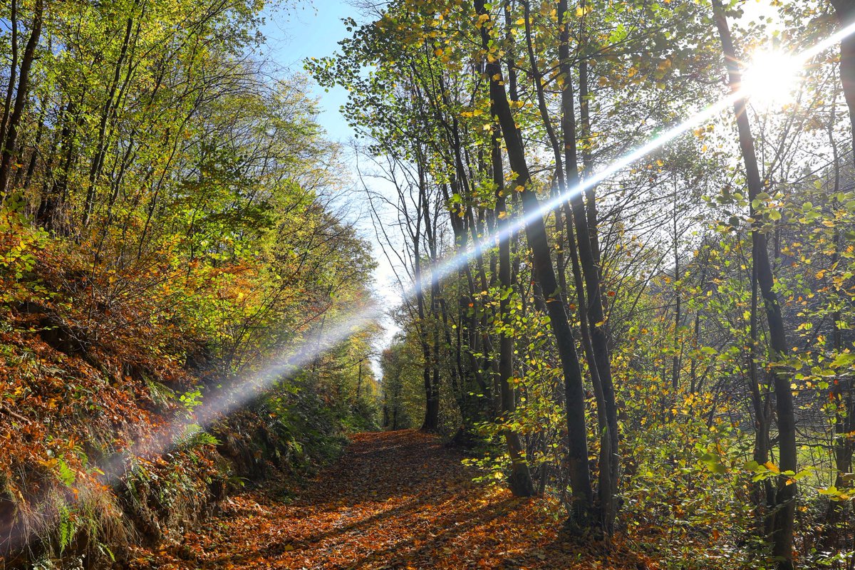 SunsetChrissi's tweet photo. —
"Like a Laser Saber (experimental)"
Developing Autumn, 21st of october 2018
—
#photography #autumn #october #travelphotography #landscape #landscapephotography #plants #nature #naturephotography #flower #hessen #forest #wood #laserschwert #lasersaber #sunlight #sunshine #sun https://t.co/Fk0ZxBIdU6