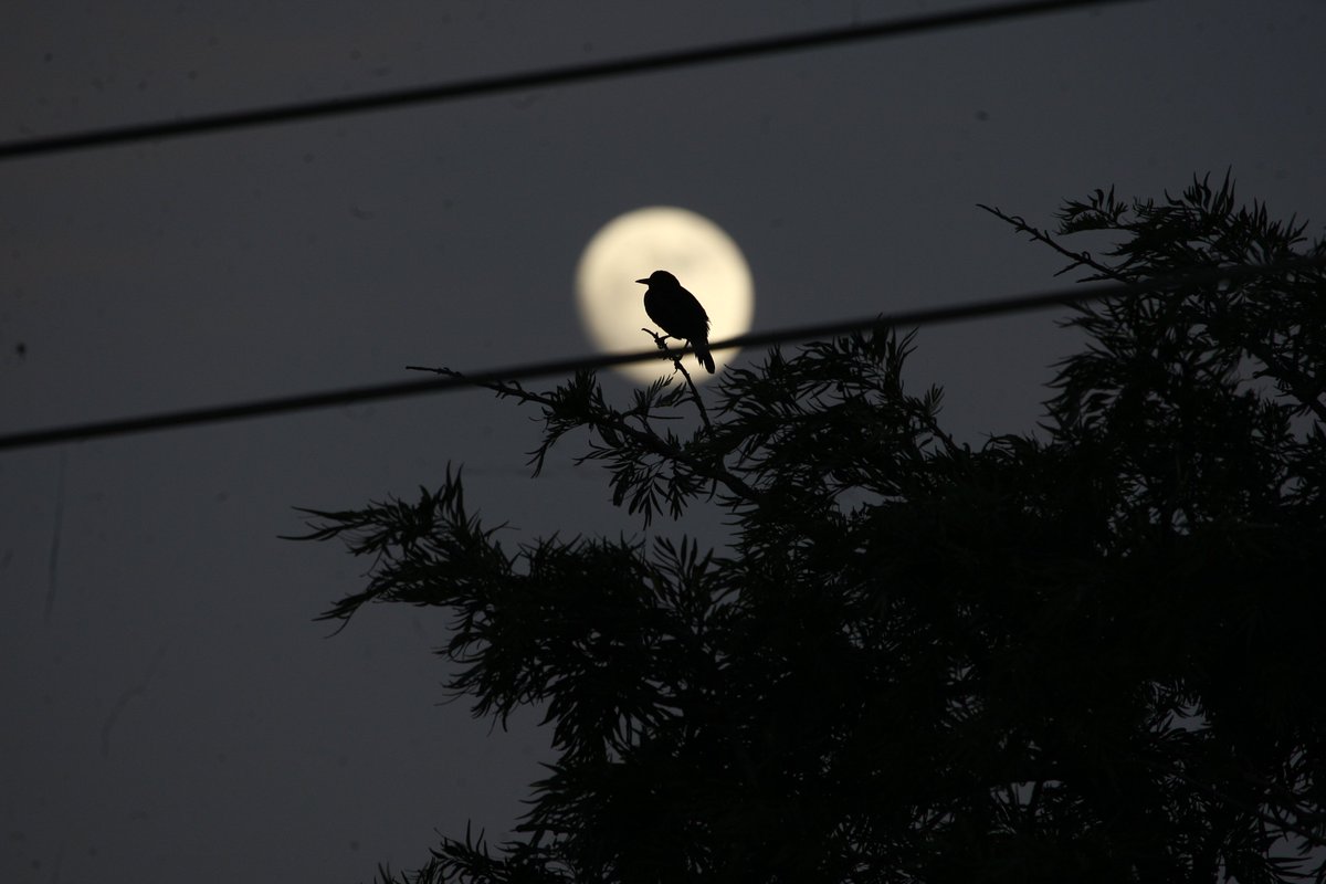 bormanhawk's tweet photo. Contemplando la luna,  dos noches antes de estar llena, una noche muy  fresca sobre Antiguo Cuscatlan @prensagrafica @miCheroSV https://t.co/D0U0OQZ8VZ