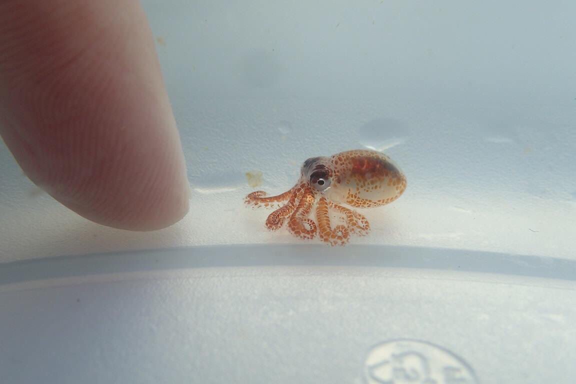Who knew an octopus 🐙 could be so cute! Biologists found this little one while monitoring coral reef at Kaloko-Honokōhau National Historical Park and later released it safe and sound #Hawaii #FindYourPark