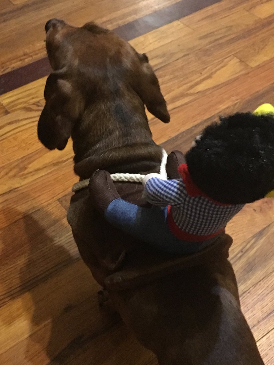 Oscar getting ready for Halloween!!