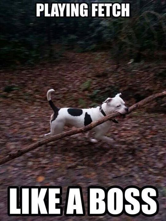 myfluffydogs's tweet photo. https://t.co/2CgUQoD2WJ