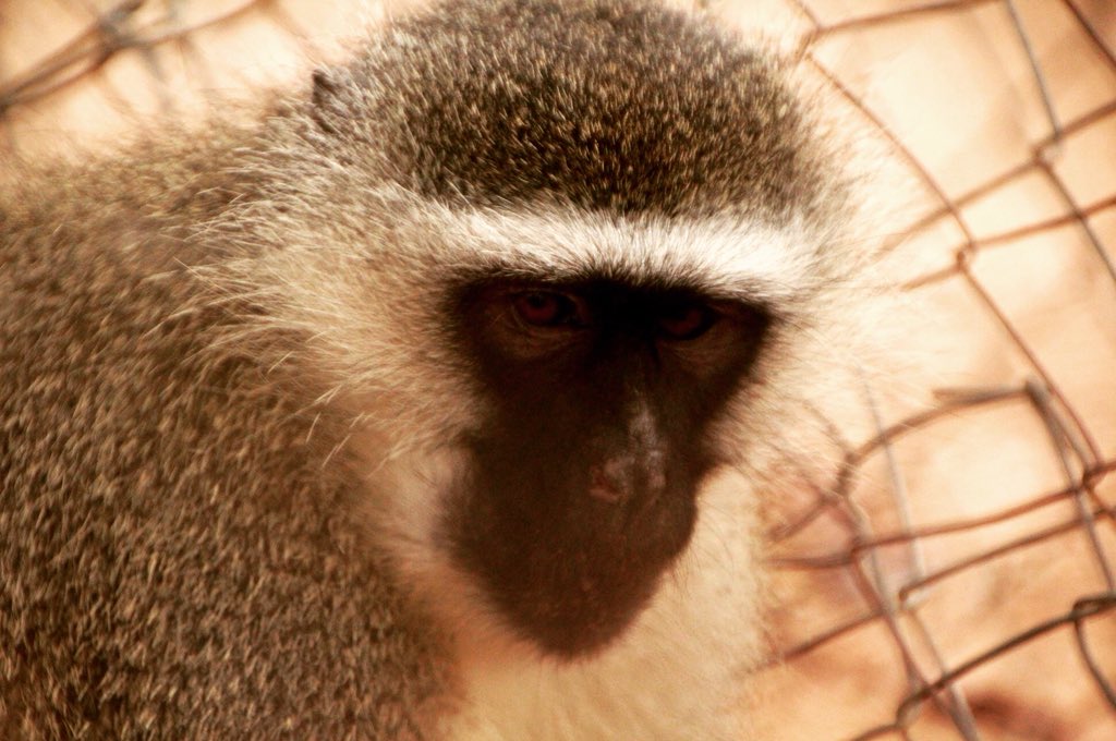 Vervet_Monkey's tweet photo. Our #monkeyoftheweek is 20 year old Hardy 😍🐵 he came to us at 2 years old after his mum was shot by a farmer. He’s a friendly boy and lives with a nervous male called Roman. The two are good friends 🐵🐵 https://t.co/TCfFWqnU9r
