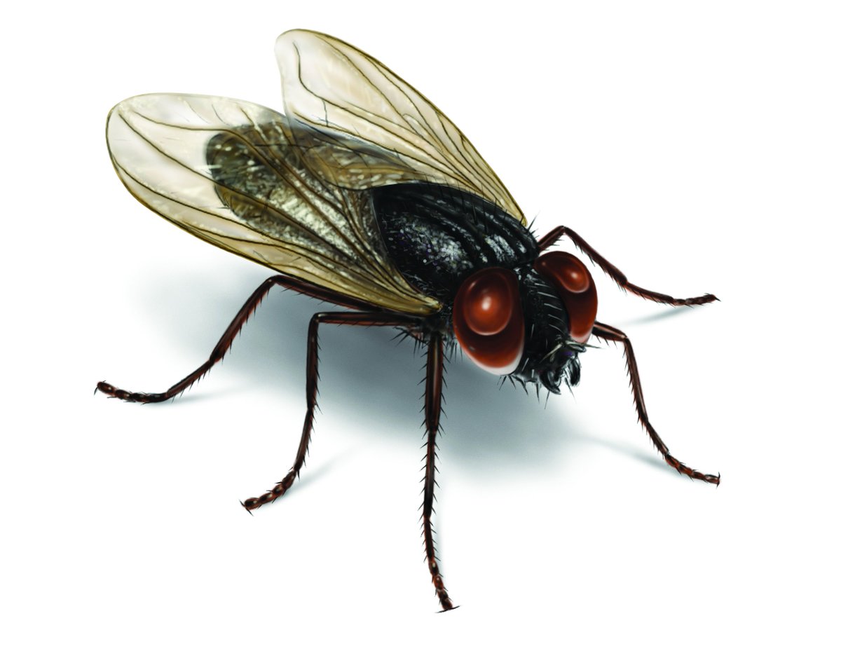 termitesPerth's tweet image. For this months blog we have explored some theories to help keep flies away this spring! Check it out here bit.ly/2ENs5Zg