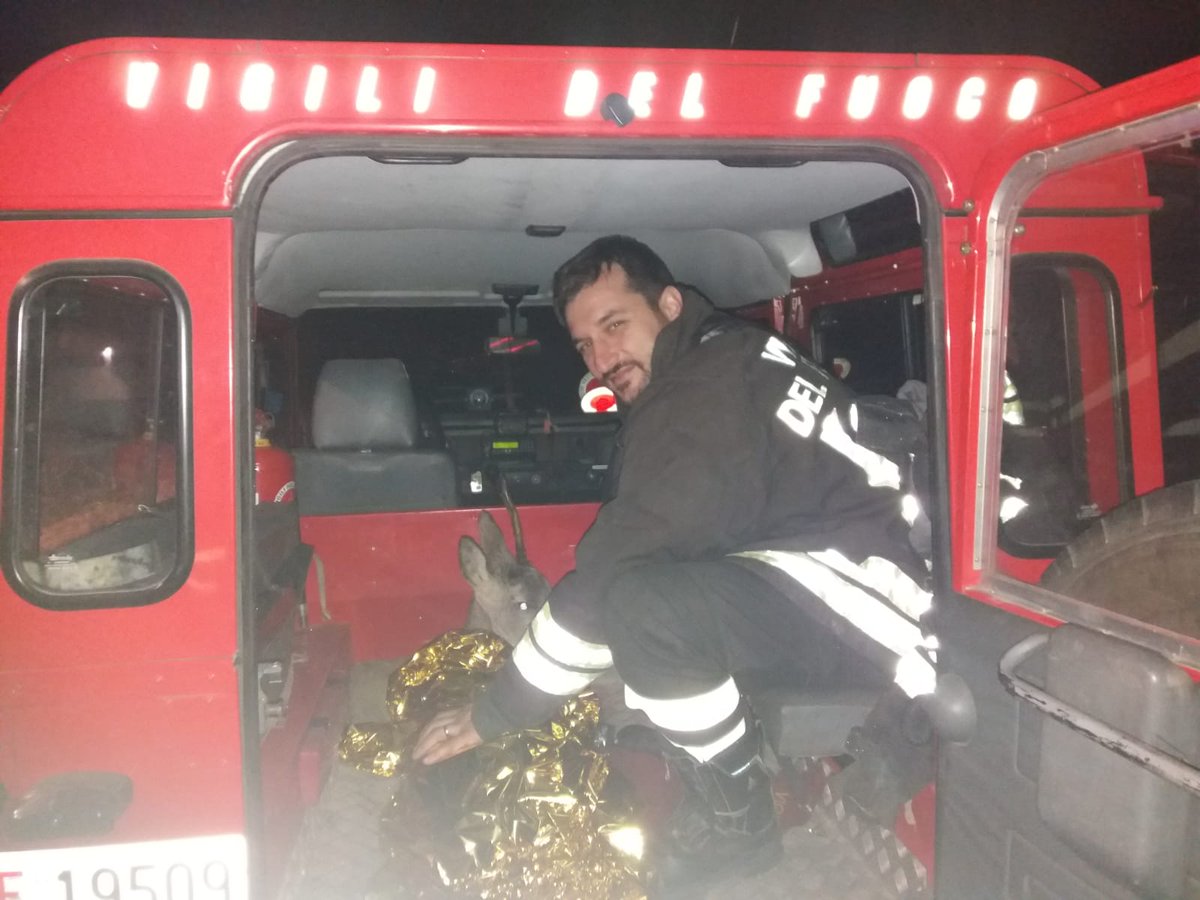 TgrRaiVeneto's tweet photo. #Castelgomberto #Vicenza Un capriolo in difficoltà all’interno di una roggia in Contrada Salgaroli è stato salvato dai @vvfveneto nella tarda serata di ieri. La squadra ha prestato il primo soccorso all’animale, poi consegnato al responsabile della flora e fauna del comune. https://t.co/KsK4uktLzk