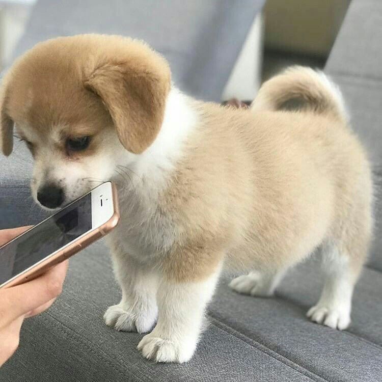 cutienongbaek's tweet photo. เหมือนมากจริง 😢🐶 https://t.co/7xXfrEmoMl