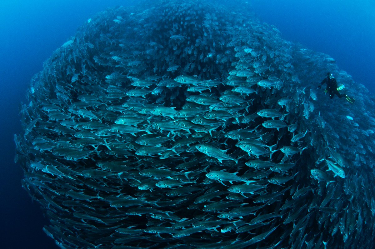 UNESCAP's tweet photo. Calling all ocean activists, environmentalists &amp; volunteers!

REGISTER NOW for a chance to speak at the @UN #AsiaPacific Day for the Ocean in #Bangkok &amp; showcase what you’re doing to #SaveOurOcean!

To sign-up https://t.co/U2hfmxfJVB [DEADLINE 25 OCT]
#SDG14 #VoluntaryCommitments https://t.co/RvS2qKHOai