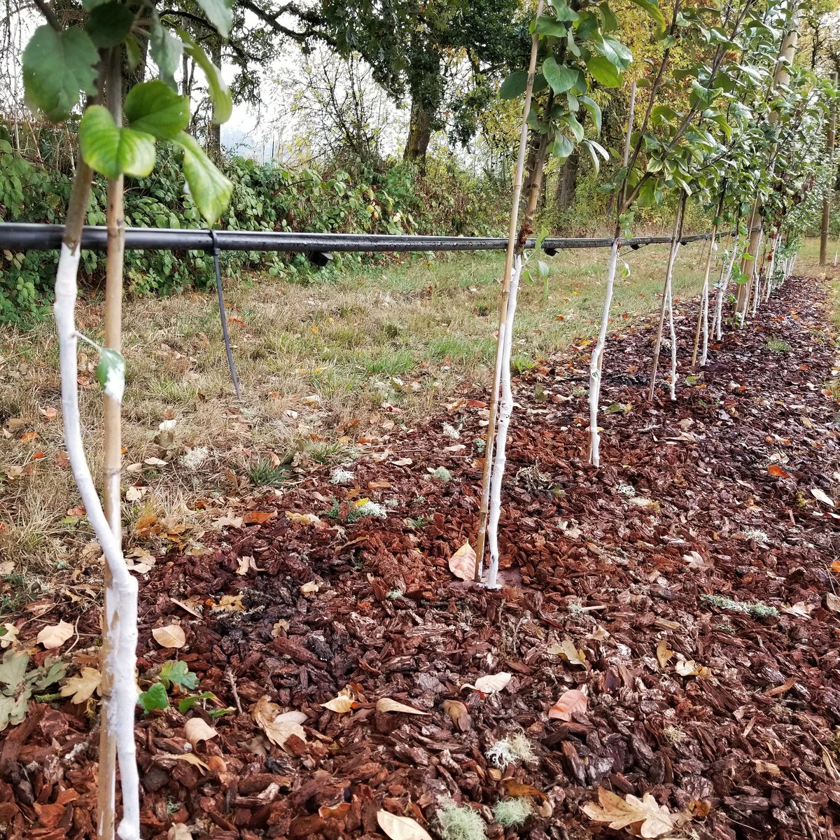 In response to the voles and borers attacking the orchard, we painted the trunks.  And with the blue tubes off and mulch pushed away from the trees, hopefully the rodents will be exposed to the predators.