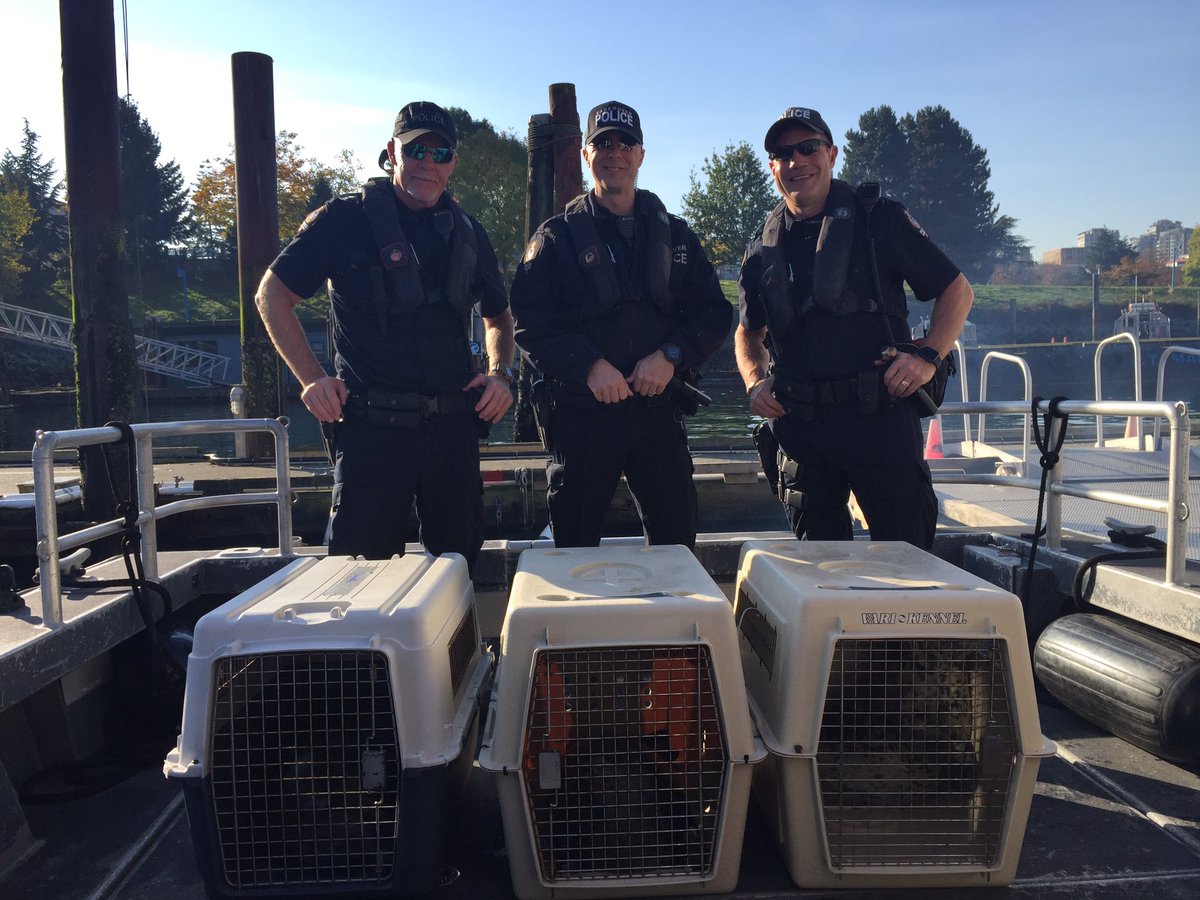 VPDMarineUnit's tweet photo. The VPD Marine Unit was happy to assist the Vancouver Aquarium Marine Mammal Rescue Centre with the release of several rehabilitated seals today @VancouverPD, @vancouveraqua https://t.co/KCJ6WDPXfj