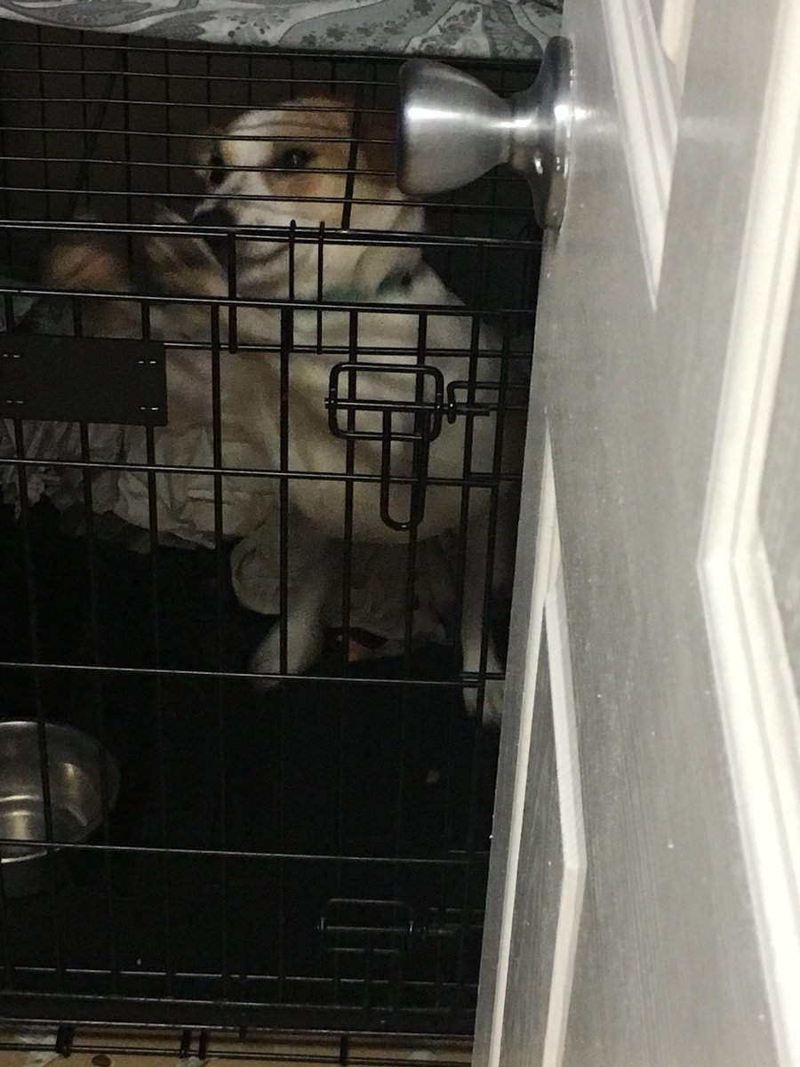 Just got some exciting news! The Jack Russel puppy that we met today has a new name. The rescue said that after getting all of our wonderful donations, they knew his name had to be Fenway after our #4S1B! <a href="/PennDelco/">Penn-Delco SD</a> <a href="/CoebournES/">Coebourn Elementary</a> <a href="/PDSD_AstonES/">Aston ES</a> <a href="/PDSD_Pennell/">Pennell Penguins</a> <a href="/ParksideES/">Parkside Elementary</a>