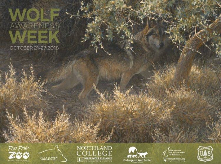 It's Wolf Awareness Week!  Commit to learning something new about wolves this week.  There are a number of great presentations at the Sigurd Olsen Environmental Institute of Northland College and great info at wolf.org #wolves #wolf #WolfAwarenessWeek