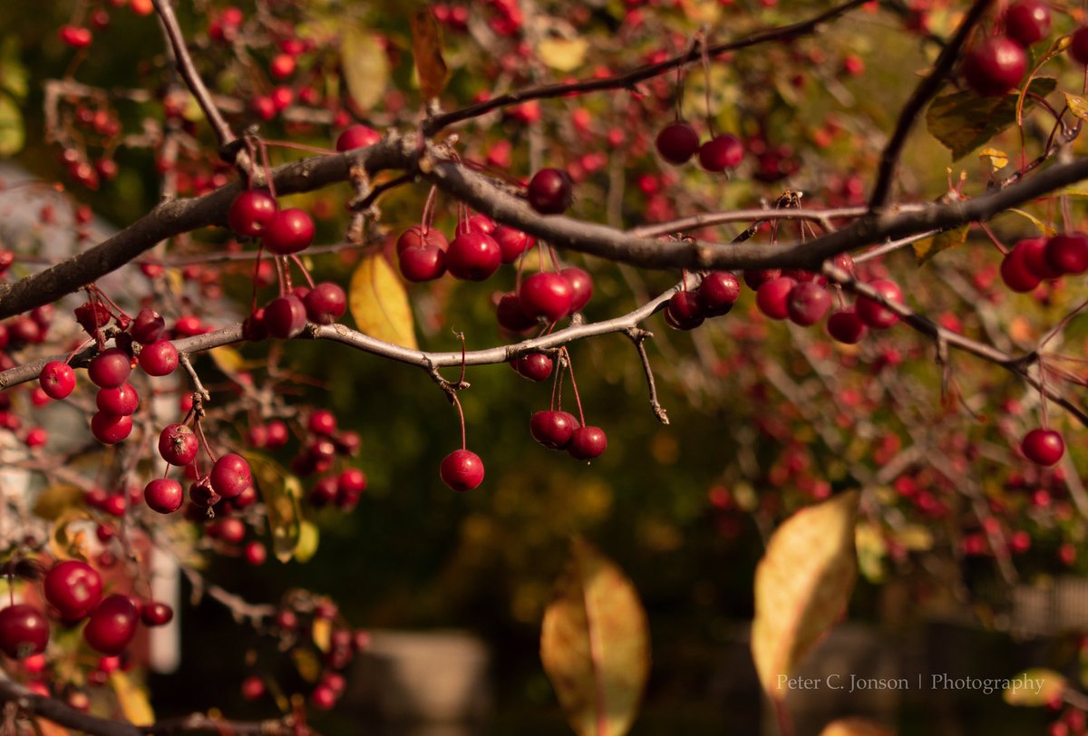 PeterCJonson1's tweet photo. An Autumn Day in Historic Manchester, Vermont
@NikonUSA #Nikon #NikonFallVT #D3400 #Manchester
#Vermont #TheImageHour #ThePhotoHour #Autumn #Fall https://t.co/w5GgI60tEZ