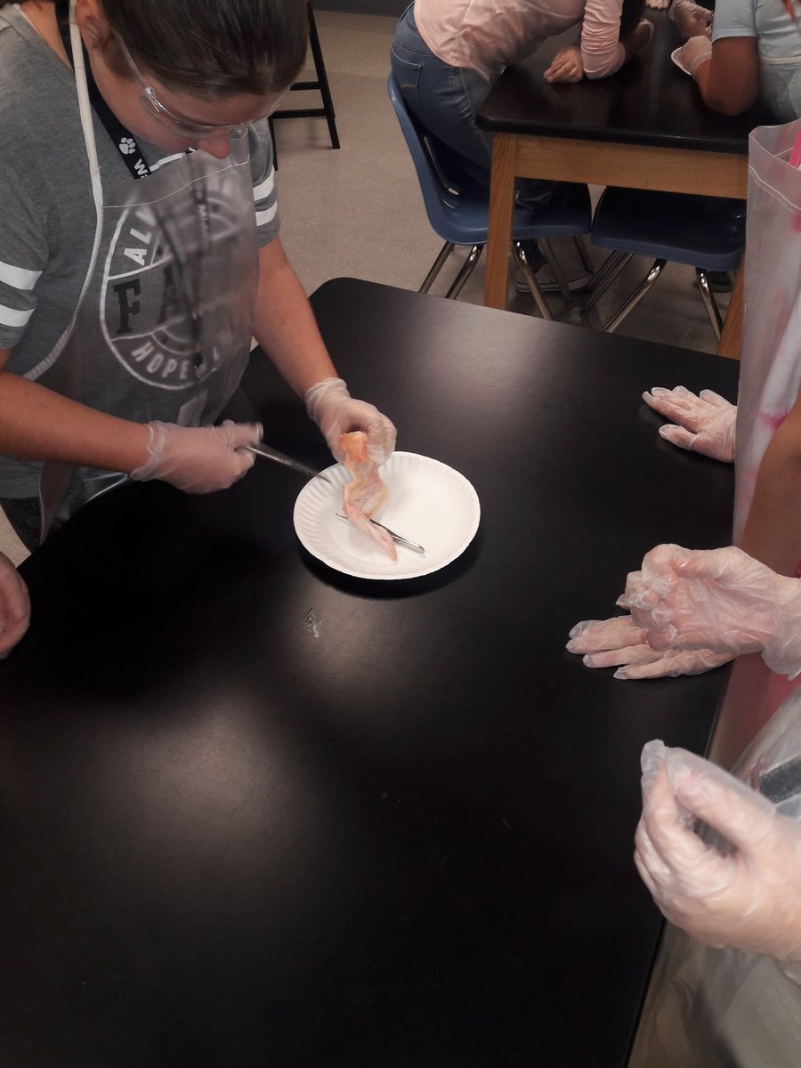 ajlivingston200's tweet photo. @wildcats_wms Exploring the muscular & skeletal system with a chicken wing dissection! #emsproud #EMSscience @parisitp https://t.co/ZHPXx5hnWZ