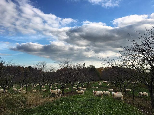 Our ewe lambs enjoying a fresh orchard pasture &amp; a beautiful fall day 😎🌤🌳🐑🐑☘️ #norfolkcounty #fall #sunnyskies #sheep ift.tt/2CZ59UP