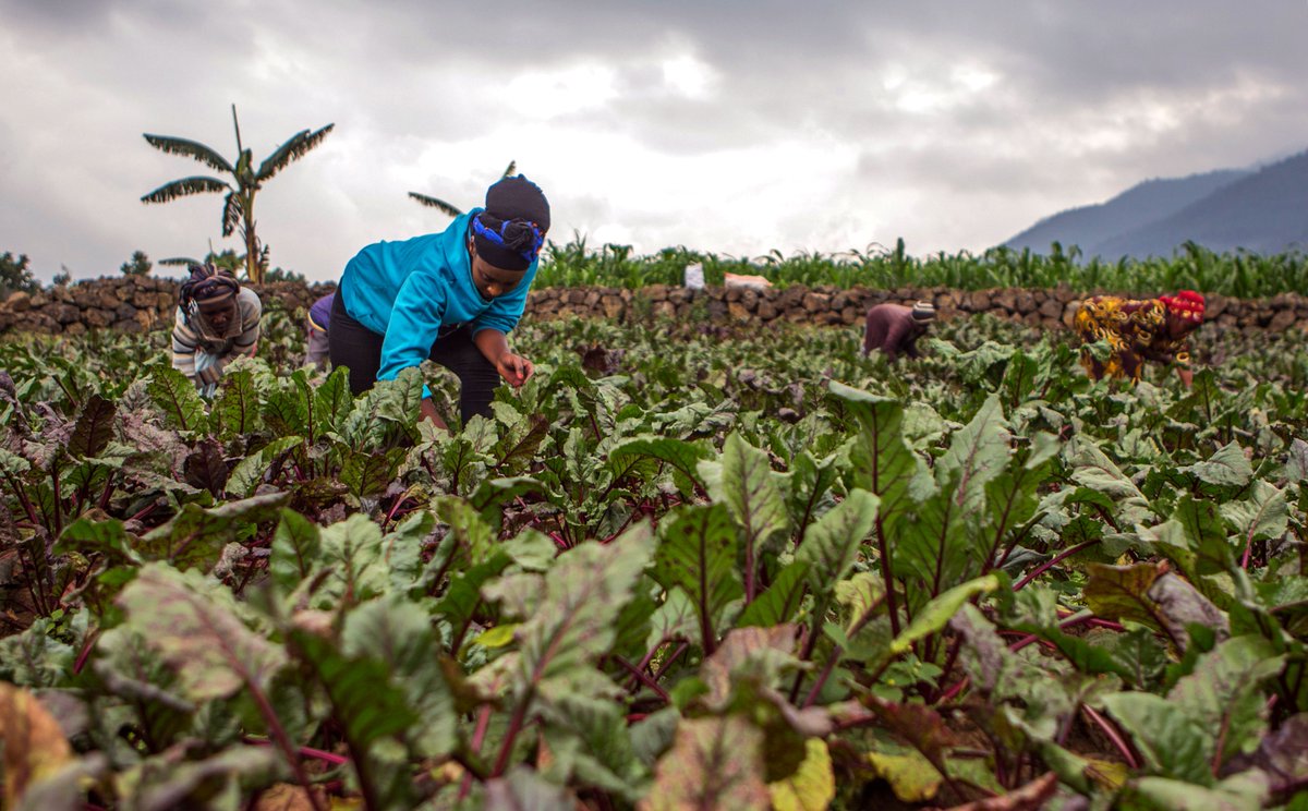 annedmacd's tweet photo. Progress on ending world hunger looks grim. To achieve this by 2030, concerted efforts need to be made to utilize technology, create policy that benefits smallcrop farmers, & make food security a priority in development aid. #endhunger #rethinkingaid #sdg2 https://t.co/wvRlGGdhtm https://t.co/iLx4F8nwUm