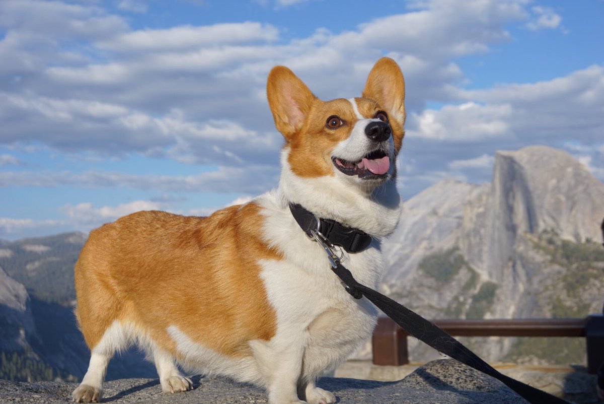 AnaTheCorgi's tweet image. Top of the world.
#YosemiteNP #corgisruletheworld