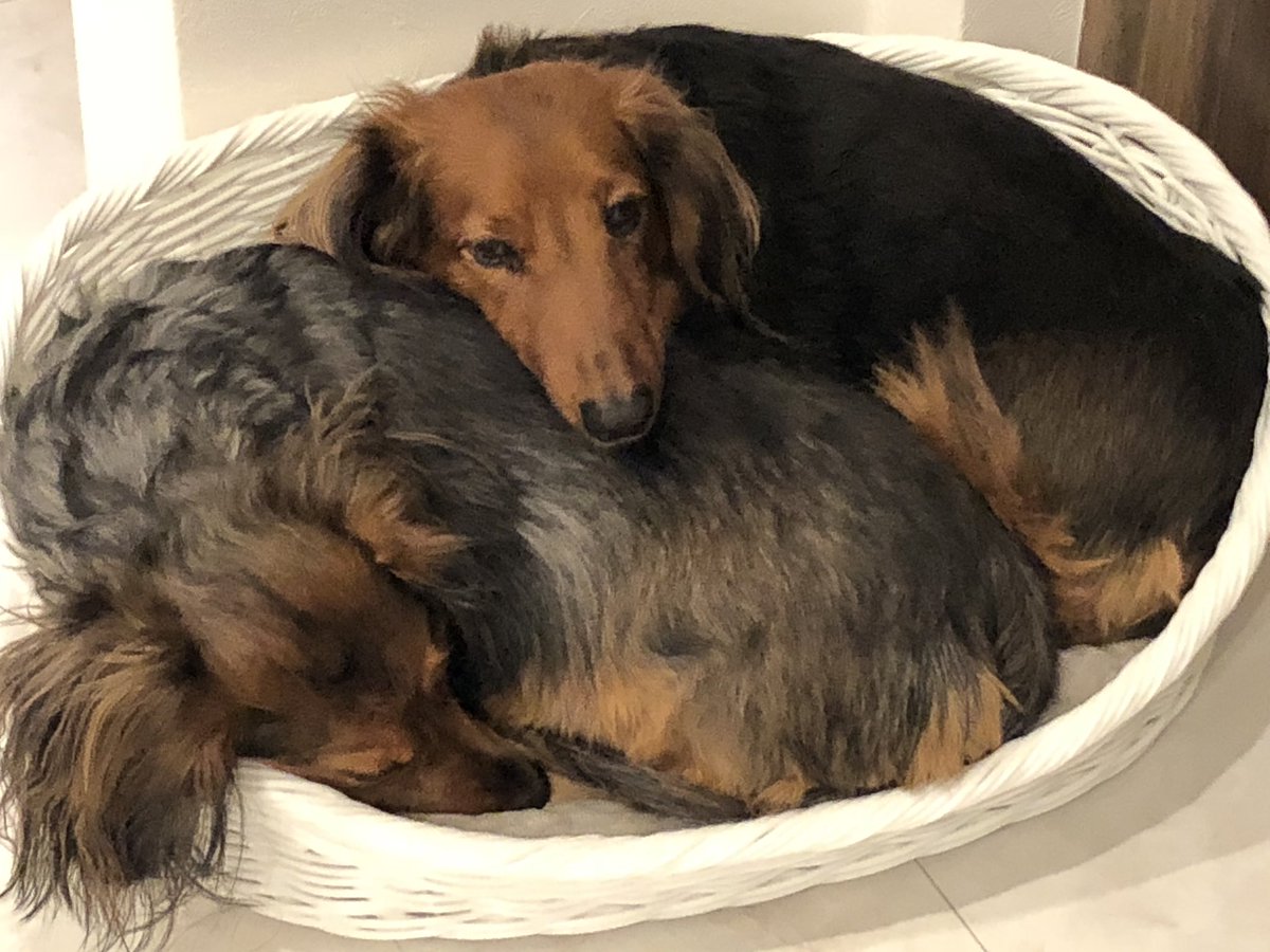 島津 恵梨花 ペリカ 島が ると旅島せんか Youtube 猫鍋ならぬ犬カゴ 乗車率1 です 左がお母さんで右が息子 みてるだけで癒される ダックス ミニチュアダックス 満員です