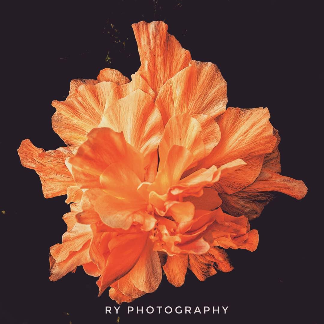 RY__Films's tweet photo. Click By @RY__FILMS
"Ludhiana, Punjab, INDIA🇮🇳"
#superb_flowers #sopretty #flowers #flower #flowerstagram #flowerslovers #photography #naturelovers #nature #naturephotography #natureshots #worldphotography #rohitmhds #ryclick #ryfilms #ryphotography #rohityadav #rohityadavfilms https://t.co/7DaqxFuNFr