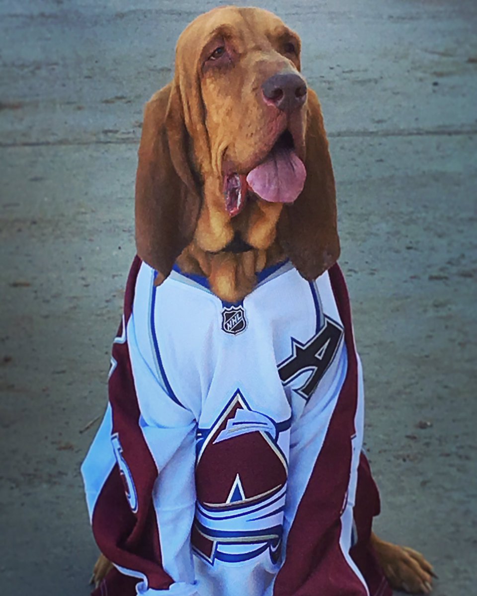 FriendsofBCSK9's tweet image. Scout is ready to cheer on the Avs! Are you?! We’re part of a fun challenge with the Colorado Avalanche! We need to sell at least 100 tickets to be eligible &amp;amp; if we win we receive a $10,000 cash prize for our organization! To purchase tickets please visit avalanche.teamkse.com/BCSK9/