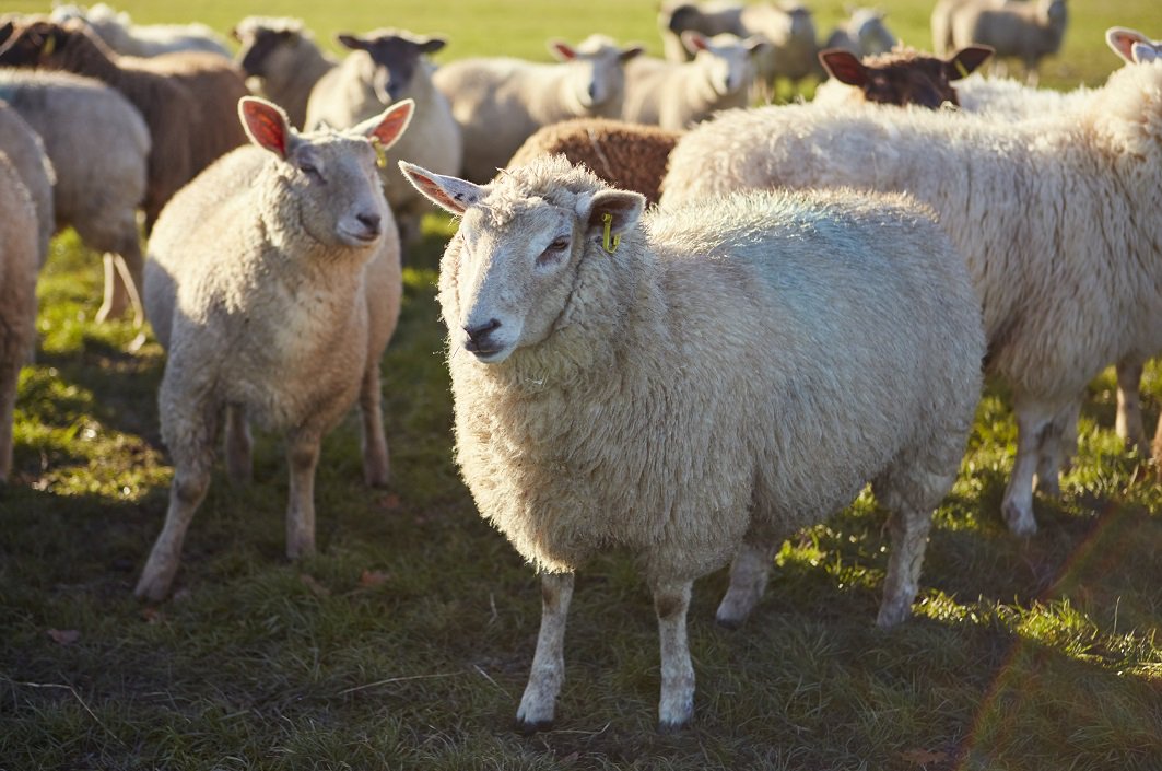 Insurance claims figures show the cost of dog attacks on livestock rose by 67% across the UK between 2015 and 2017. Here we answer some of the most important questions for farmers: ow.ly/7AFV30m7bAK