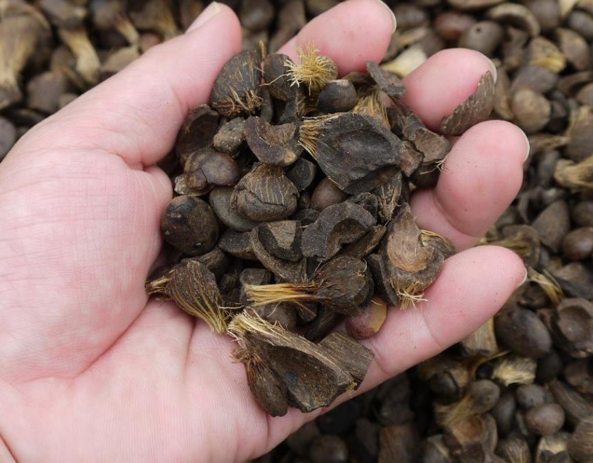 ekosbs's tweet image. PKS Untuk Pembangkit Listrik di Eropa bit.ly/2AnuGF2 #bioeconomy #palmkernelshell #exportpks