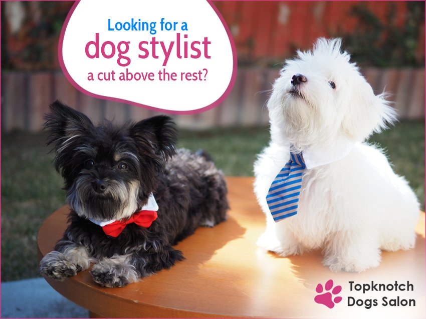 TopknotchDogsGC's tweet image. We are a professional Quality Salon with 30 years of experience. Our owner/operator is one of the only few dog stylists that is fully accredited internationally. 
#ProStylist #DogSalon #GoldCoast #DogGrooming
topknotchdogs.com.au