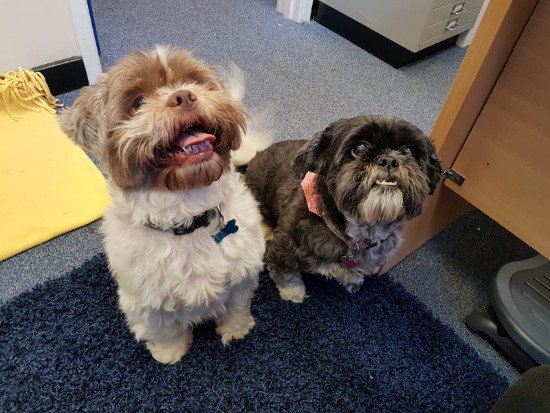 Sadie our Arc Napton School Secretary brought her two lovely Shih Tzu’s into school they had an great day! They were read to, went for long walks around the garden and one young person made them a cardboard kennel. They had so much fun that they fell asleep! #dogsoftwitter #dogs