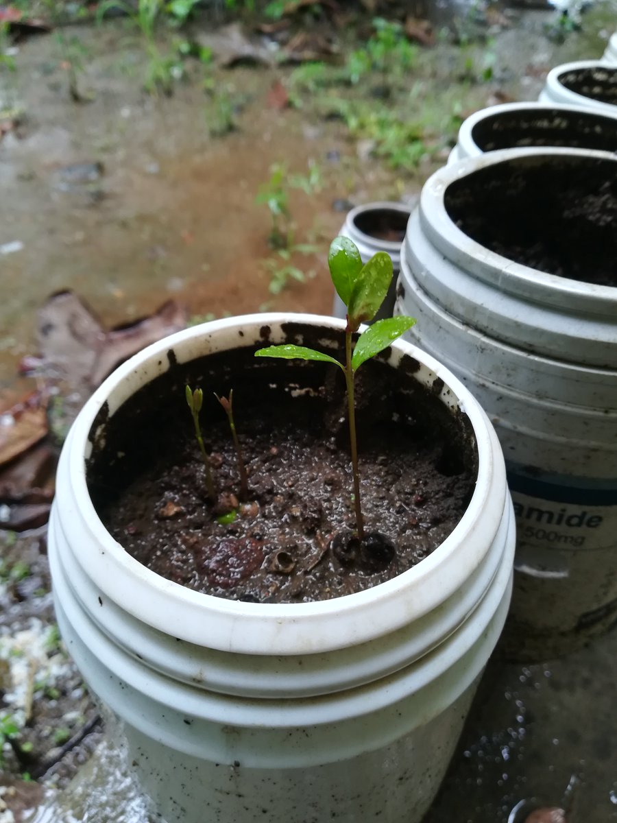 LucidCharon's tweet photo. දඹ ගස් වල ඇට ඇහිඳින විට මිනිස්සු මට හිනා උනා. එත් බලන්න මම මේවා හිටවල රටට හෙවන දෙන්න සලස්සවනවා. ලංකාව ගොඩ දාන්න අපි මේ විදියට හරි නය ගෙවමු. @greeningsl #lka,#SriLanka, https://t.co/39imced84D