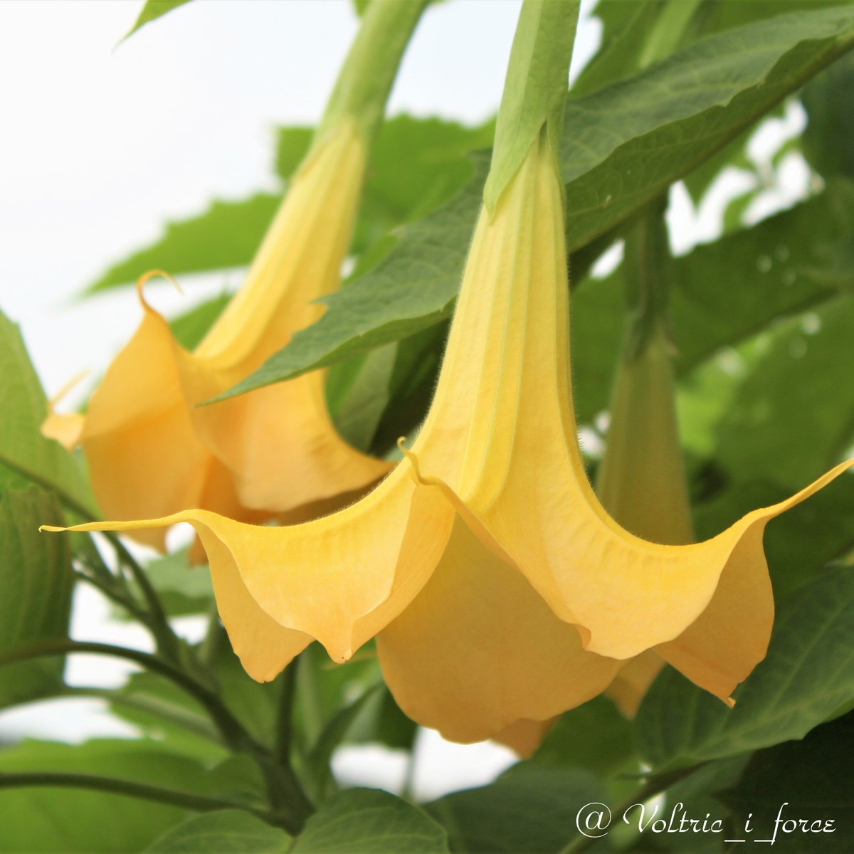 Vtifカスタマイズ 今日の花の一つ エンジェル ス トランペット ナス科チョウセンアサガオ属 木立朝鮮朝顔 高木または低木で下向きの花を付けます 10月23日 誕生花の一つ エンゼルトランペット 花言葉の中から 愛敬 魅力 夢の中 遠くから私を思って