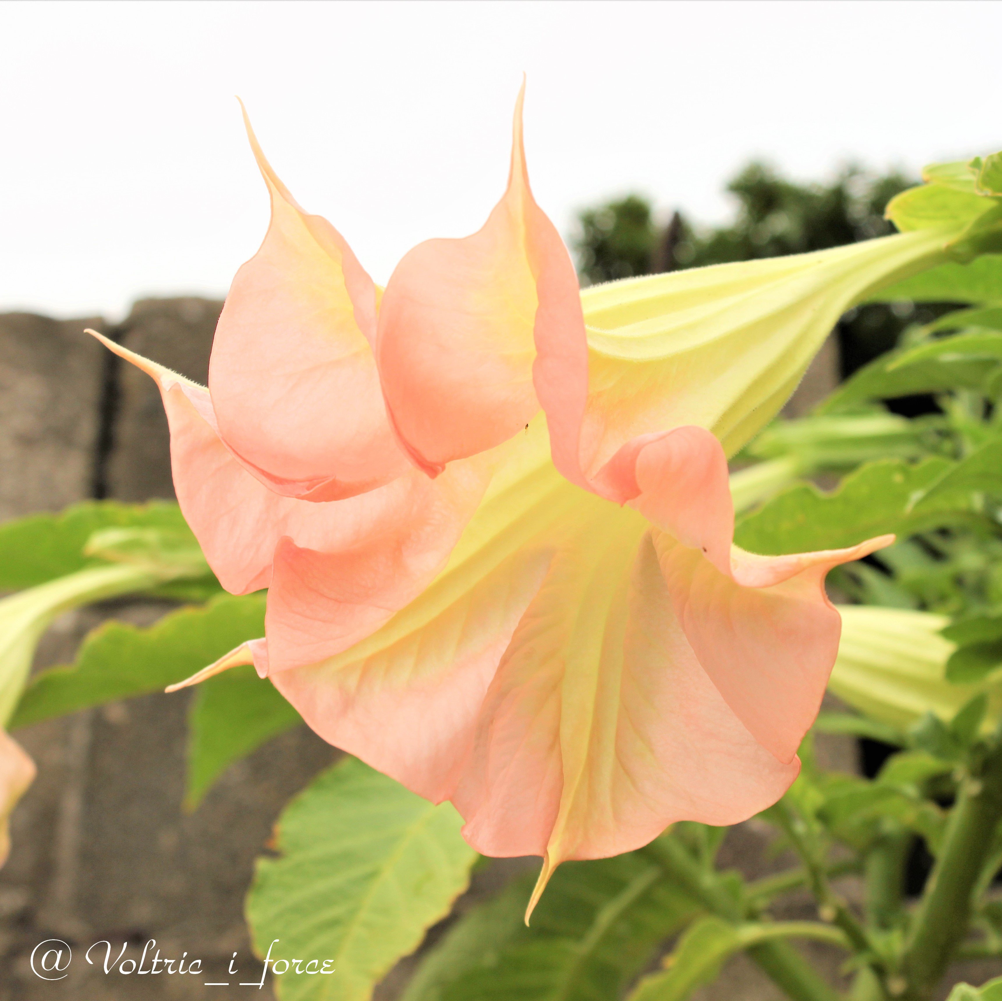 Vtifカスタマイズ 今日の花の一つ エンジェル ス トランペット ナス科チョウセンアサガオ属 木立朝鮮朝顔 高木または低木で下向きの花を付けます 10月23日 誕生花の一つ エンゼルトランペット 花言葉の中から 愛敬 魅力 夢の中 遠くから私を思って