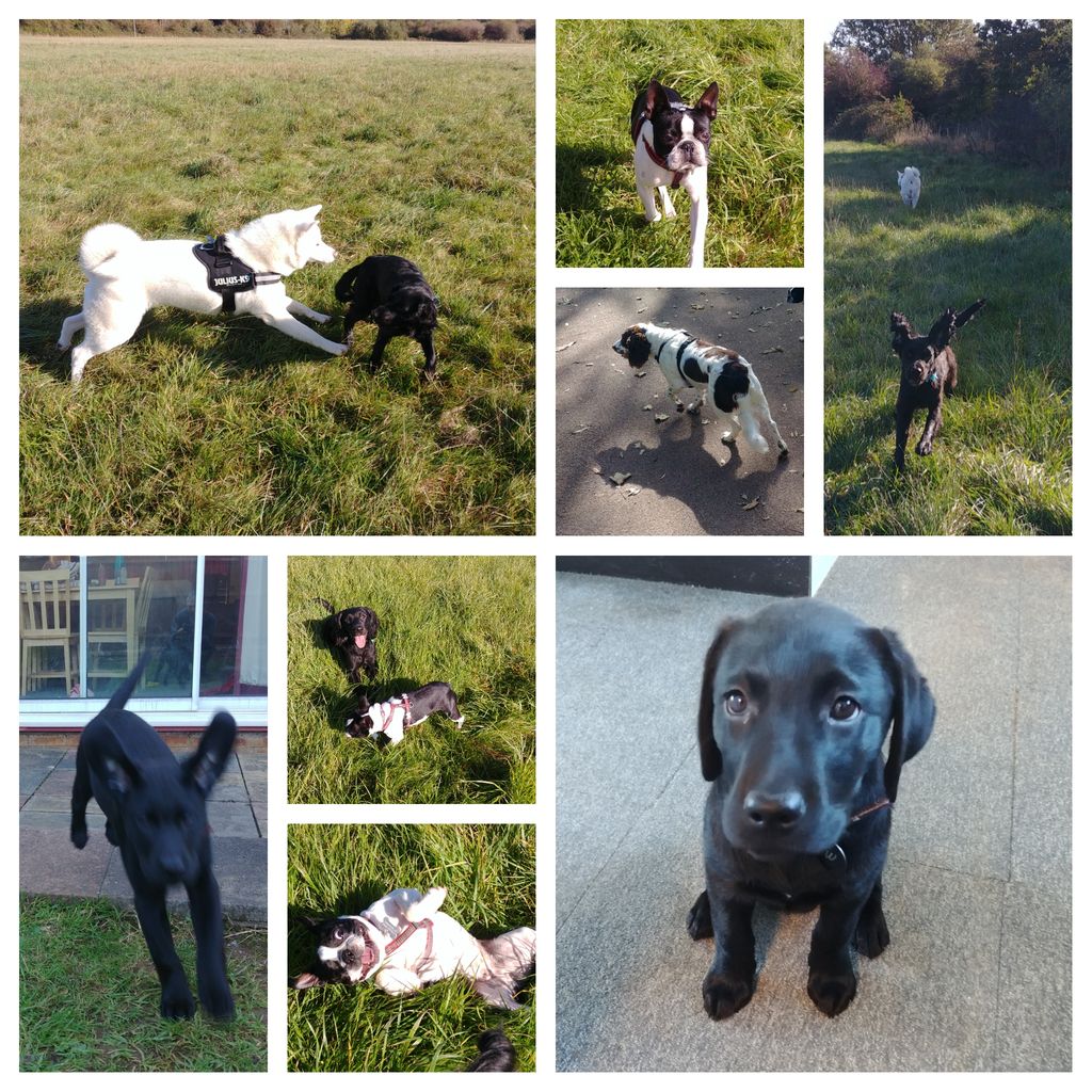 poshtails's tweet photo. Monday walks and Puppy Sitting
#Dog #puppies #puppy #dogs  #cute #doglover #pet #pets #lovedogs #Bristol #bristol247 #bristoldogs #dogwalking  #petsitting #poshtails https://t.co/TnNkAhVroo