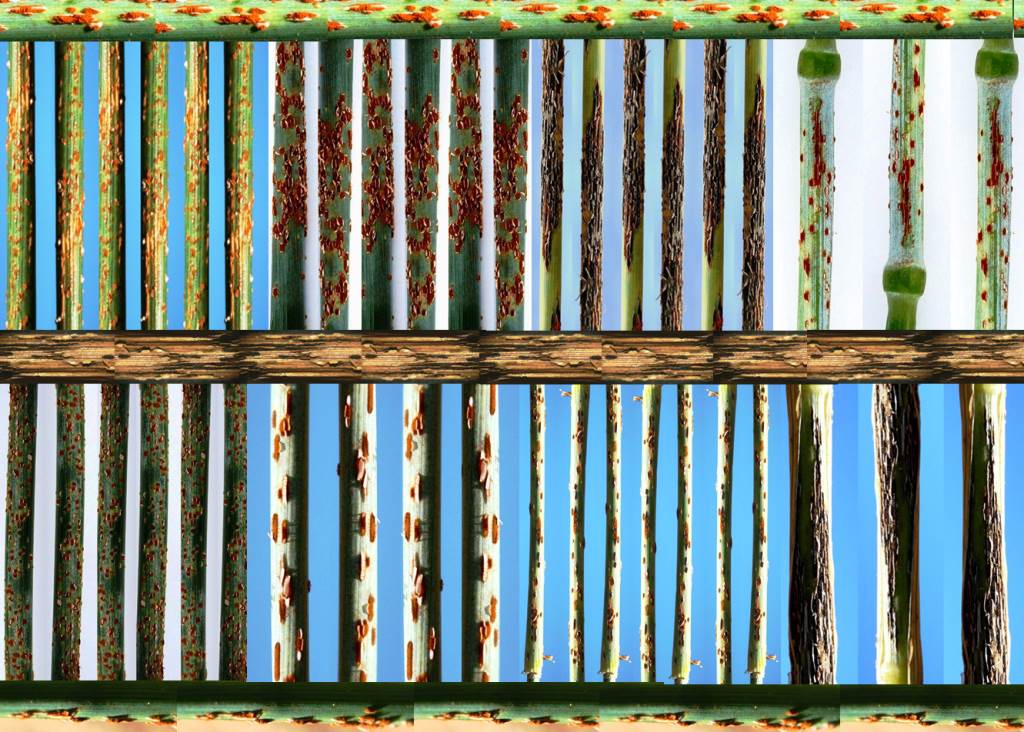 IW_Consulting's tweet image. The many faces of stem rust
#stemrust
#BGRI