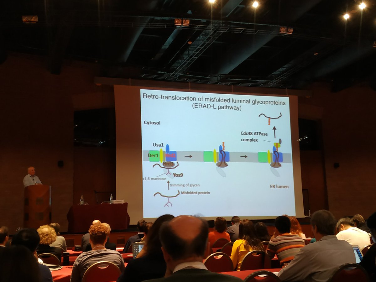 lab_mass's tweet photo. Learning a lot about what the endoplasmic reticulum does these days...great talk by Tom Rapoport on ERAD #EMBOerfunction https://t.co/AsN4xGbA9g