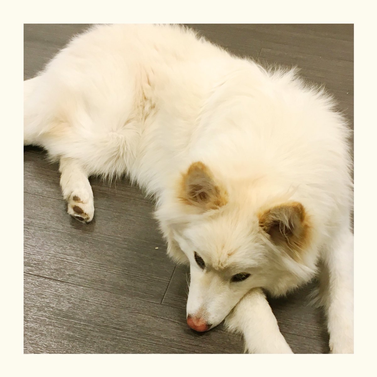 annelaurejozon's tweet photo. 3h de sprint hier soir chez @altima Lyon pour le @blendwebmix , 2 chiens, 8 pet lovers, 32 participants pour imaginer 5 nouveaux services pour notre client Frontline, c'était riche ! MERCI à tous #designsprint #uxdesign #petlovers #aperotime #idéation #madewithhappiness https://t.co/JzOPXQV5R5