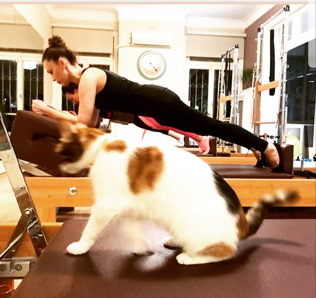 BanuKARACAFan's tweet photo. Pilates arkadaşı.Haydi patiler öne ayaklar arkaya 😬🐈🐾 #banukaraca @sopranobanu #egemenkonak #pilates #pilates #ckm #bağdatcaddesi #egemenkonak #Respilates #reformer #istanbul #kalamış #workout #pilatesinstruktour #nilüfer #kordinasyon #denge #kedi #satınalmasahiplen #anıyakala https://t.co/lLaLgrVWB6