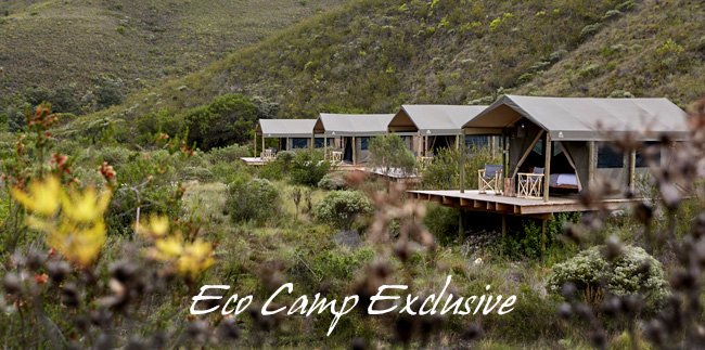 AllBegan's tweet photo. Safari – originally a Swahili word simply meaning ‘journey’, it’s taken on a whole new range of meanings in the last 50 years.  But have you ever considered an active conservation safari? Several private game reserves across South Africa have ....https://t.co/YhPPOgYUNl https://t.co/Bf64q3PeWn