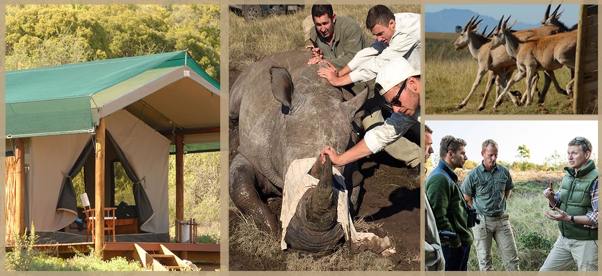 AllBegan's tweet photo. Safari – originally a Swahili word simply meaning ‘journey’, it’s taken on a whole new range of meanings in the last 50 years.  But have you ever considered an active conservation safari? Several private game reserves across South Africa have ....https://t.co/YhPPOgYUNl https://t.co/Bf64q3PeWn