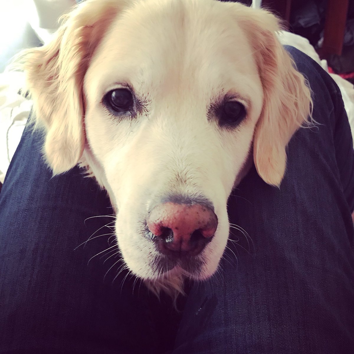 Allybongo1991's tweet photo. @MissGAtkinson my Sasha 8 years old today, she would love a happy birthday shout out from you !! 💕 xx https://t.co/iCob2EqoYX