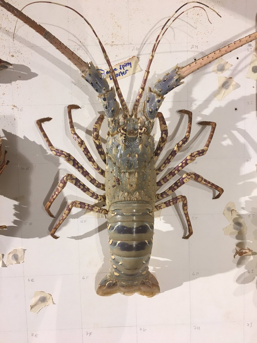 MEMIllustration's tweet photo. Painting this Ornate Spiny Lobster specimen to make it look as ornate as it does in real life. It was lookin’ pretty sad and faded. Nearly half way there! #museumprep #sciart #naturalhistorymuseum #specimenprep #lobster #naturalhistoryartist #queenslandmuseum https://t.co/pT7JTDylti