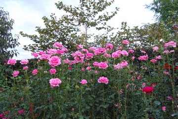 東武トレジャーガーデン館林 開花情報 バラまつり アーカイブス バラ園案内 バラの見ごろと開花状況