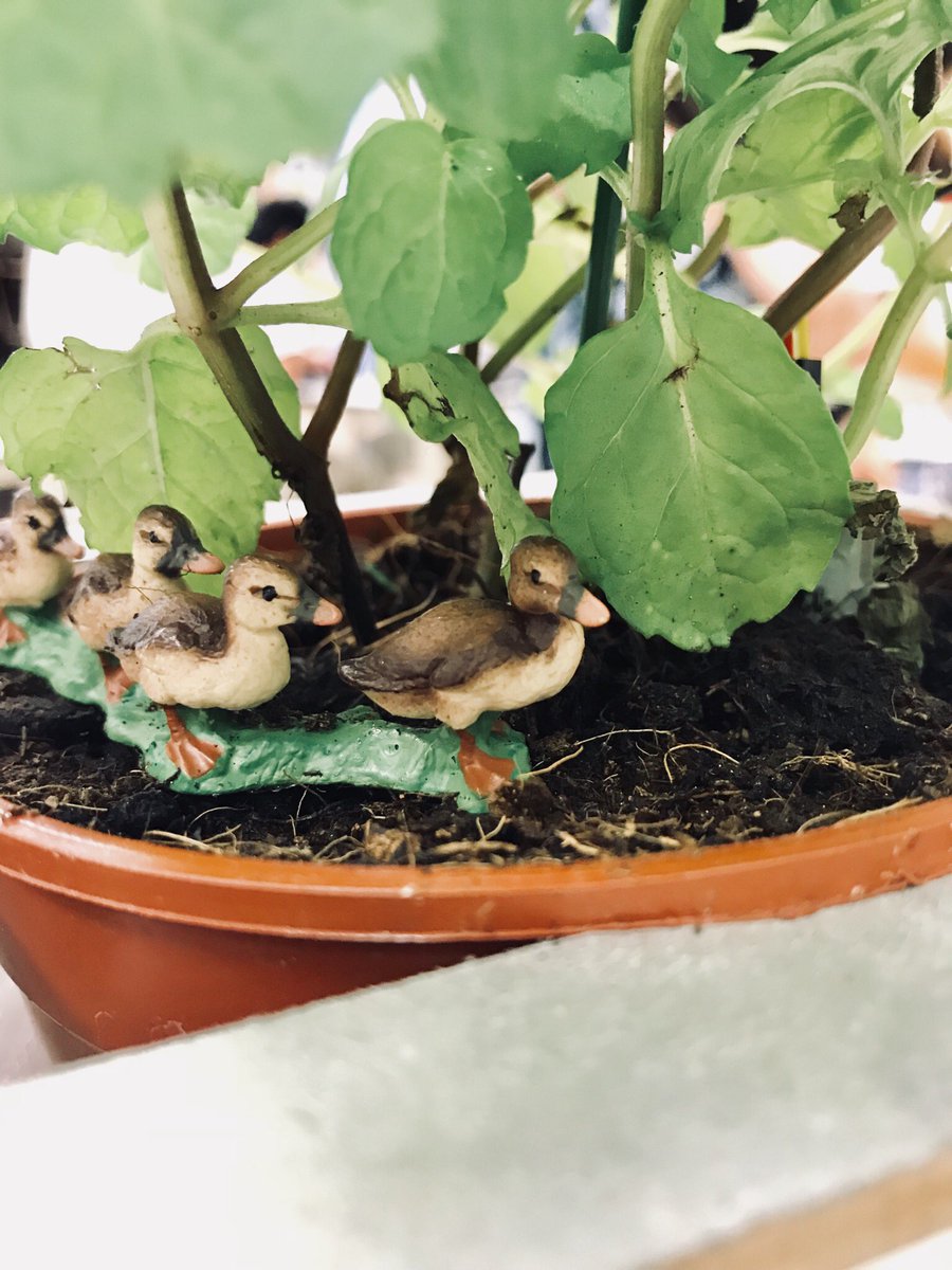 freshminty1's tweet image. Ducksss #ThisIsHowWeStem